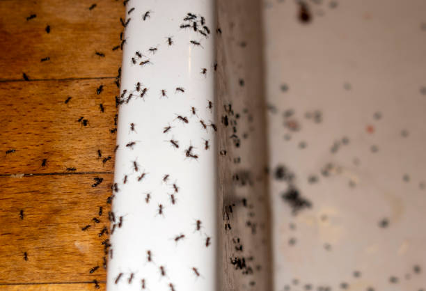 Reliable Port Washington, WI Pest Control Solutions