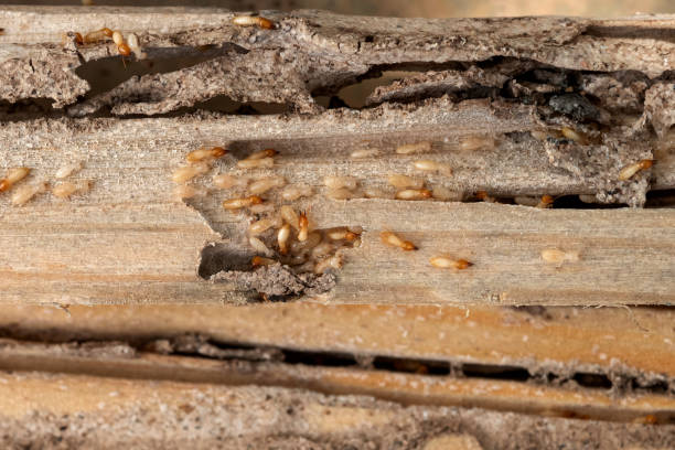 Best Affordable Pest Control Services  in Port Washington, WI